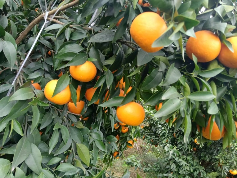 沃柑