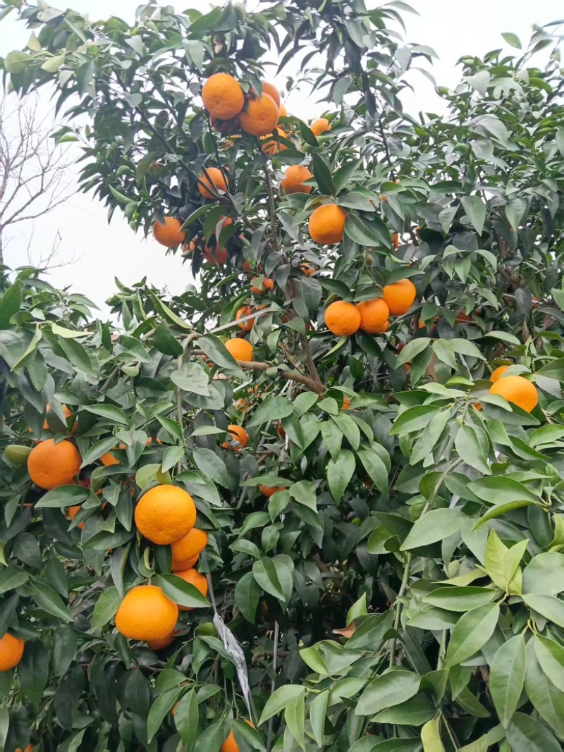 沃柑