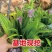 两年白芨驯化苗