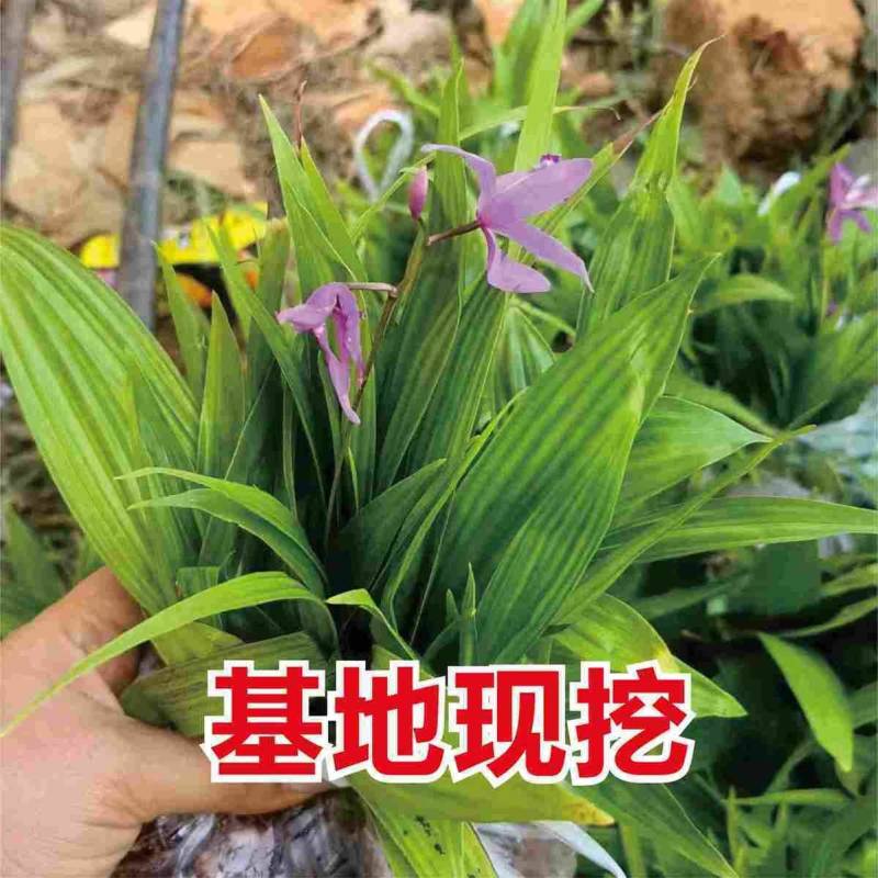 两年白芨驯化苗