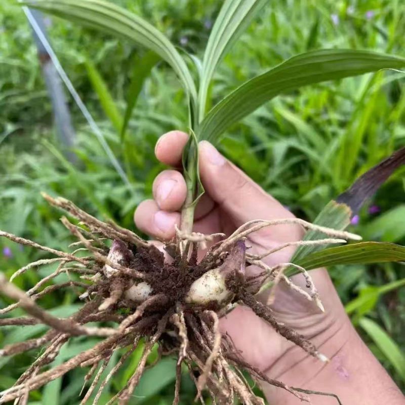 两年白芨驯化苗