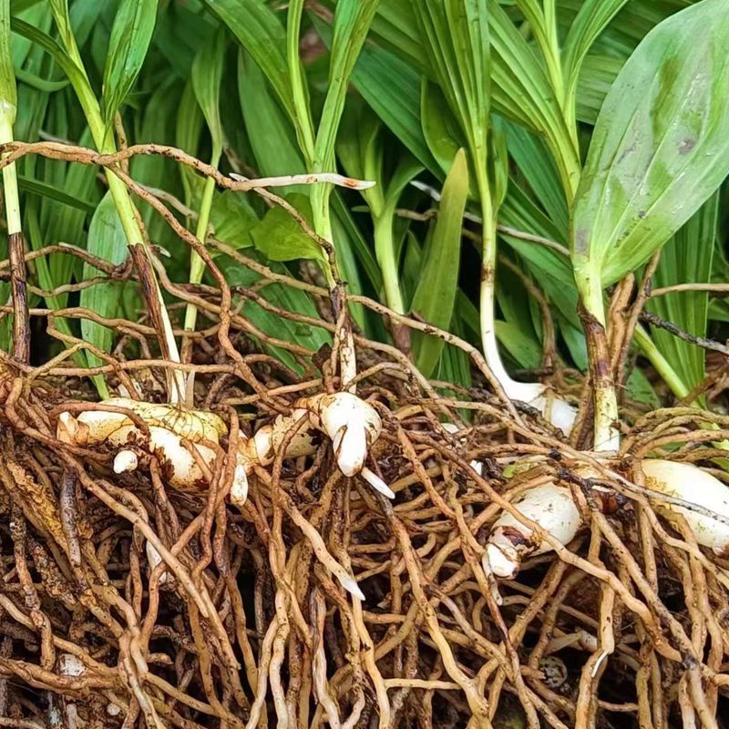 两年白芨驯化苗
