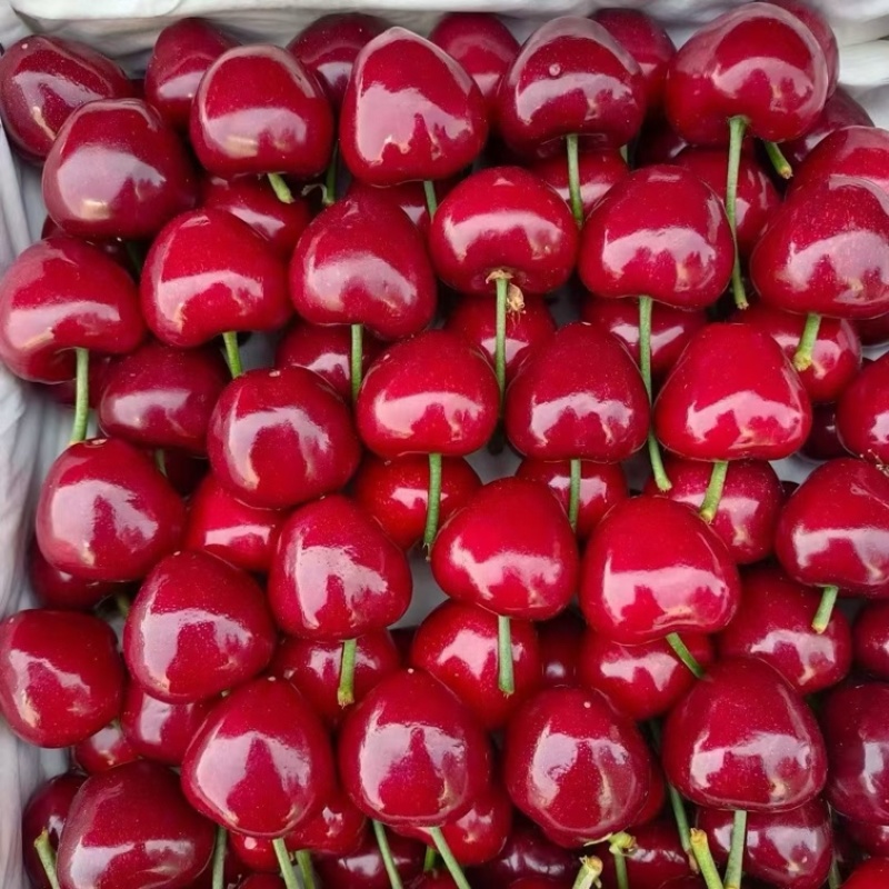 山东大樱桃🍒产地直发货源充足，质量保证代发全国