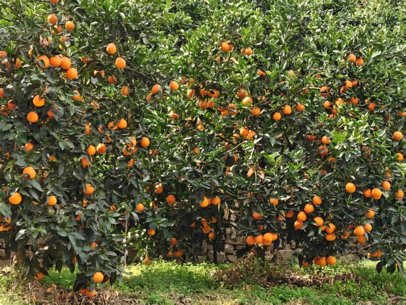 精品奉节脐橙货源充足质量保证产地直发量大从优欢迎咨询