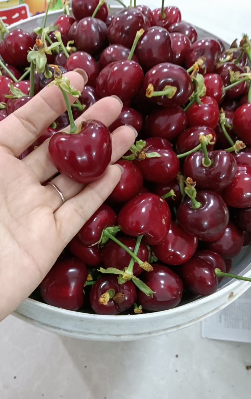 山东大樱桃🍒产地直发货源充足，质量保证代发全国