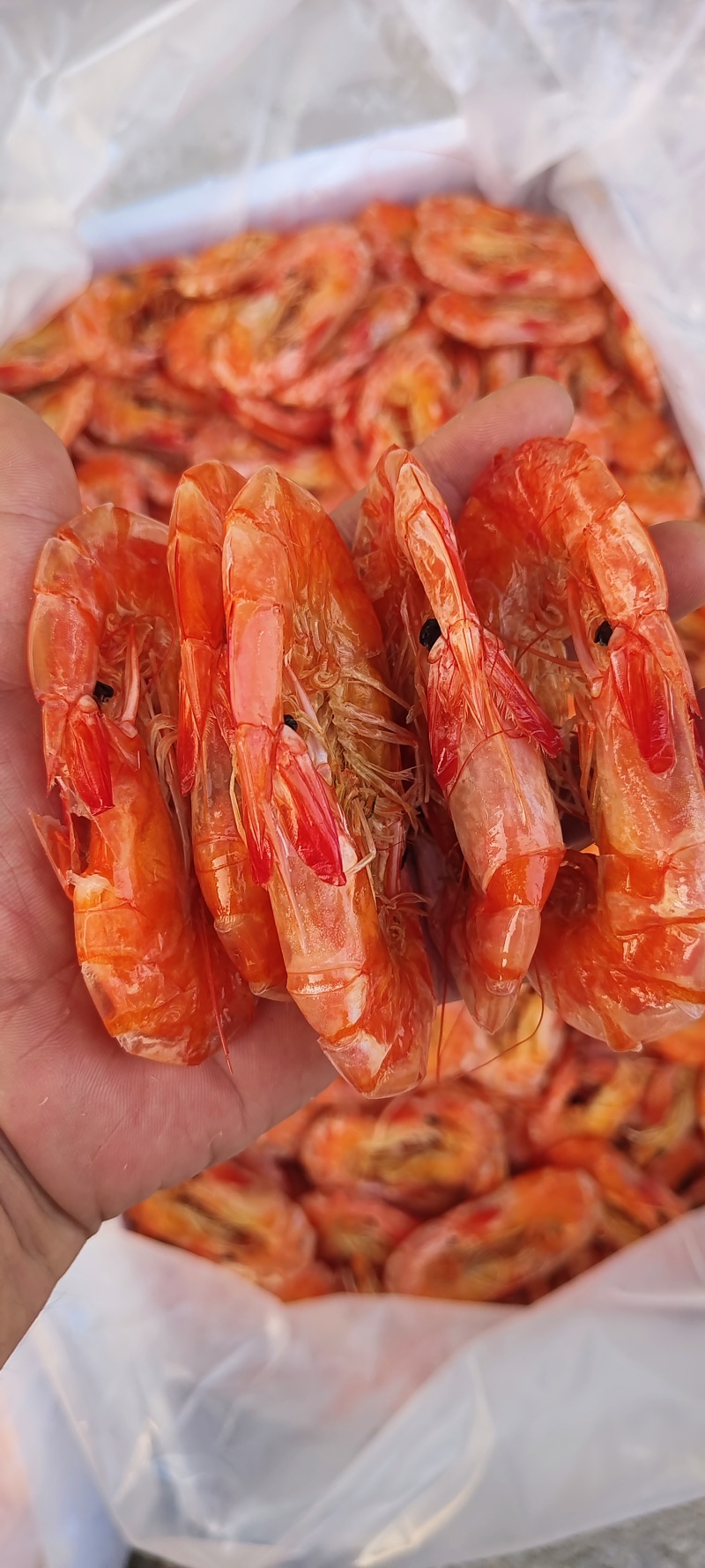 纯淡干盐田烤虾全规格。原料充足，现货2万多箱