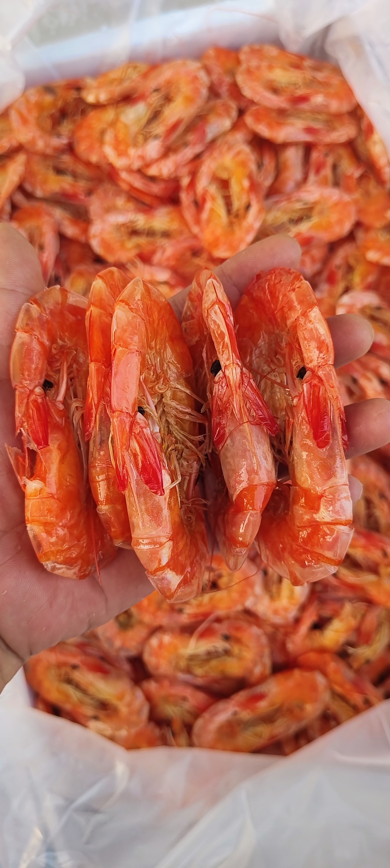 纯淡干盐田烤虾全规格。原料充足，现货2万多箱