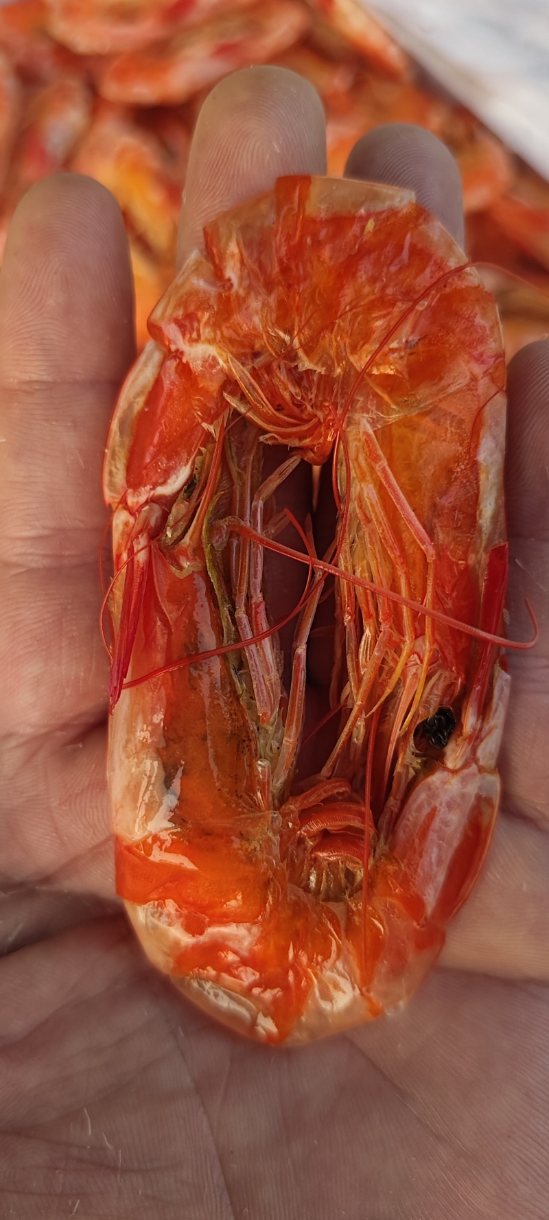 纯淡干盐田烤虾全规格。原料充足，现货2万多箱