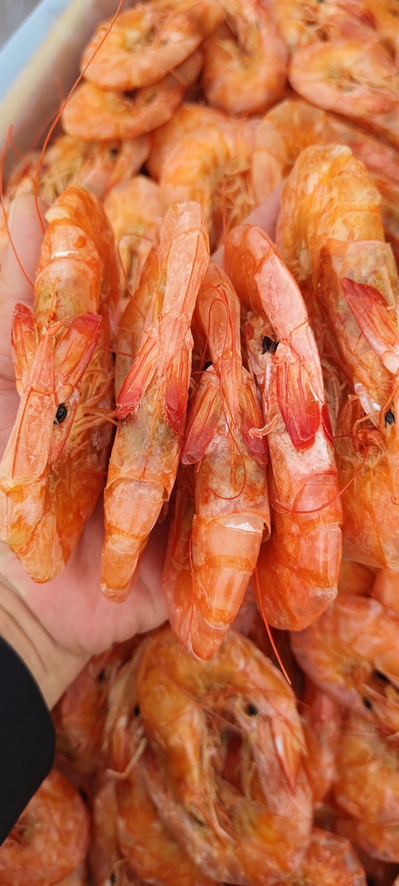 纯淡干盐田烤虾全规格。原料充足，现货2万多箱