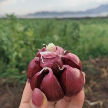 云南红蒜