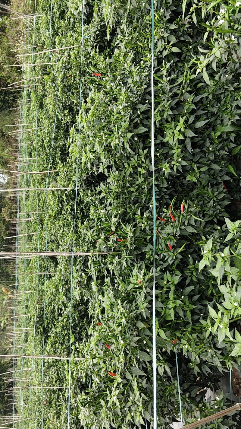 小米椒