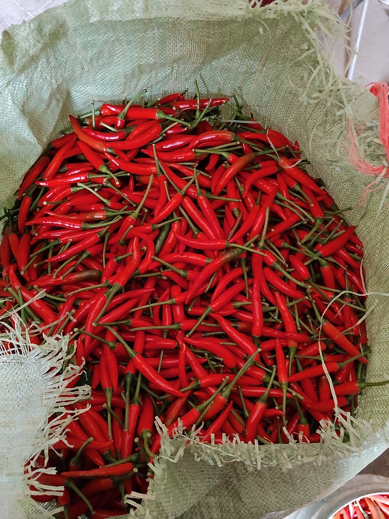 小米椒