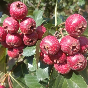 鲜山楂品质保证产地直发量大从优欢迎来电咨询