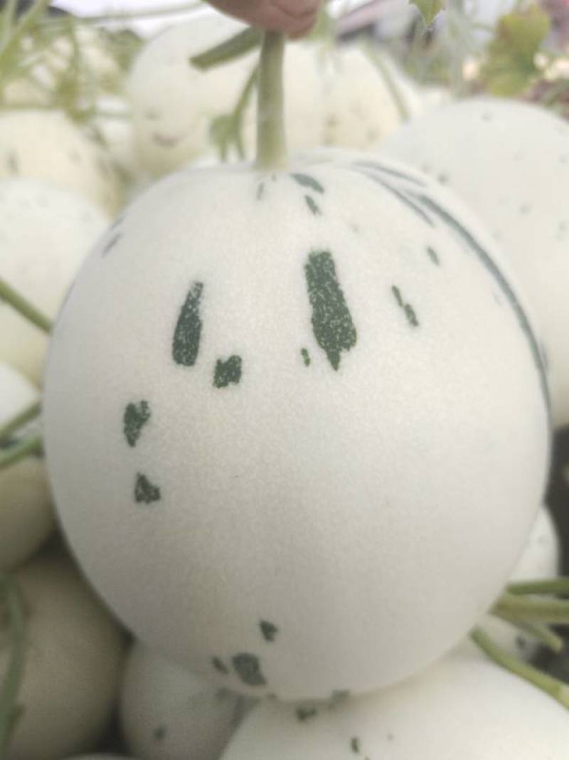 蜜露流星甜瓜通货电商精品商场超市，赶集/社区团购