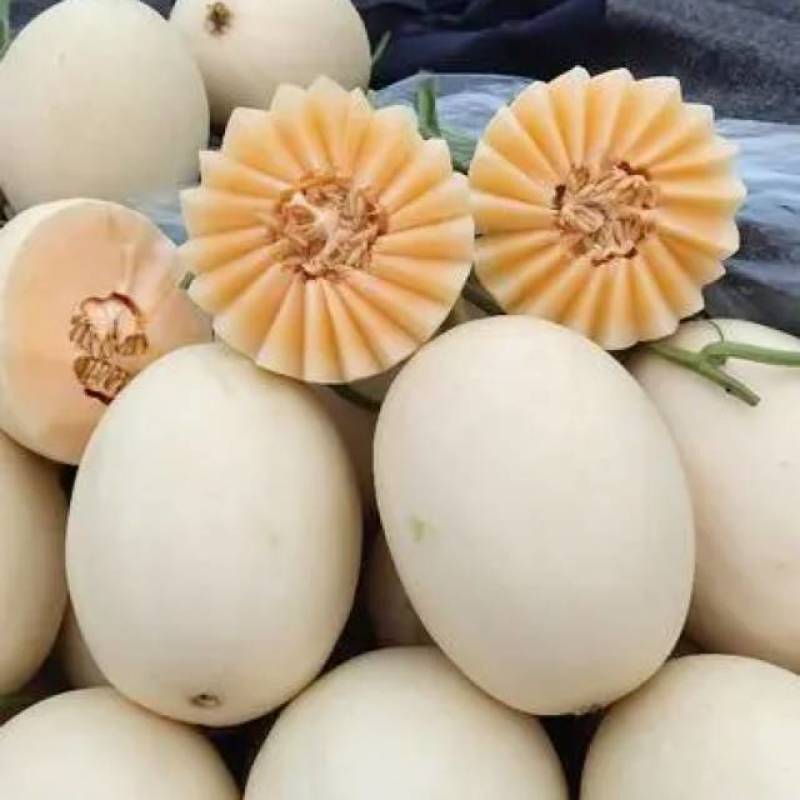 红金蜜甜瓜精品/通货/电商/赶集一手货源
