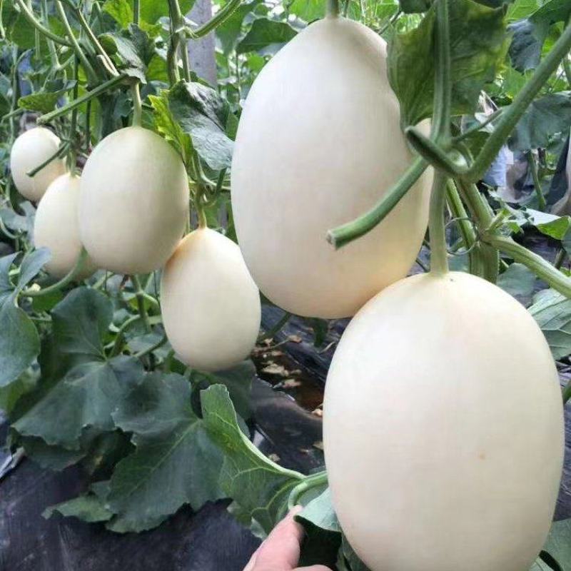 红金蜜甜瓜精品/通货/电商/赶集一手货源