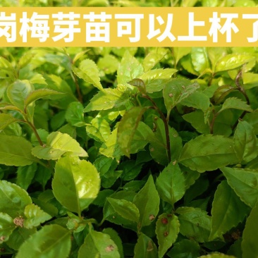 岗梅种苗
