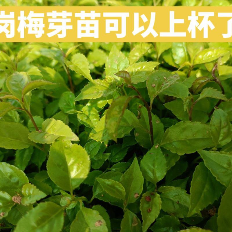 岗梅种苗