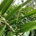 益智仁苗