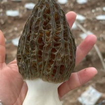羊肚菌
