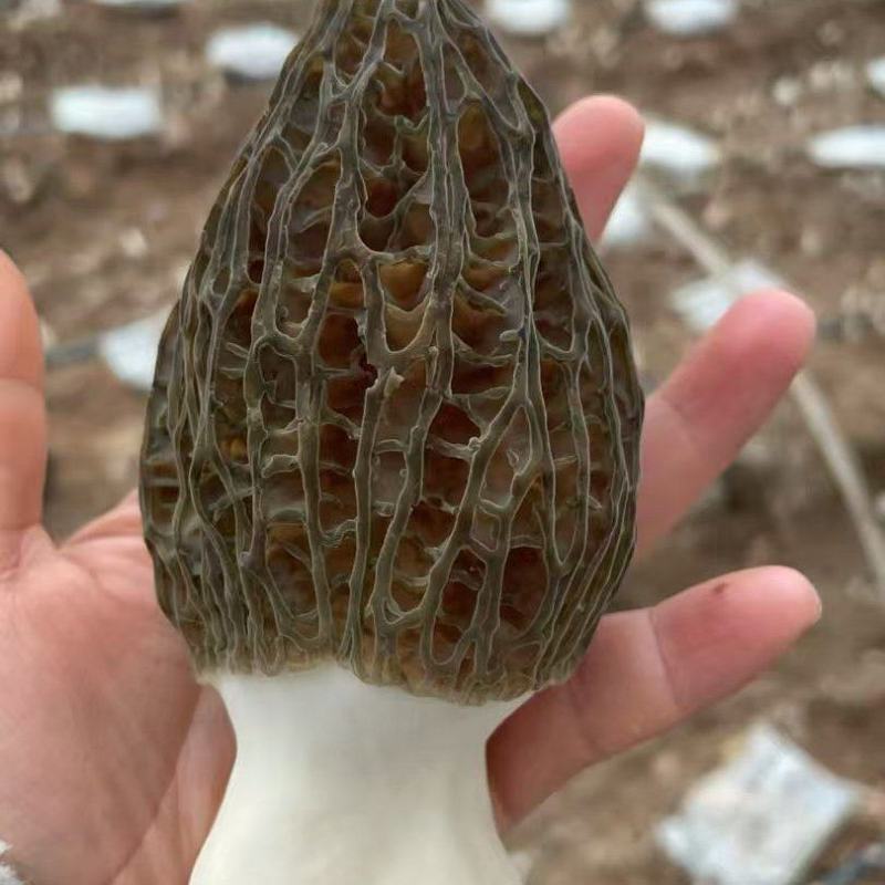 羊肚菌