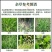海特一封九鼎，40%苄丙水溶球可封闭水稻抛秧，插秧田杂草
