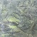 虹鳟鱼一条1.5公斤到2公斤左右