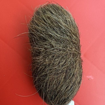 猪宝