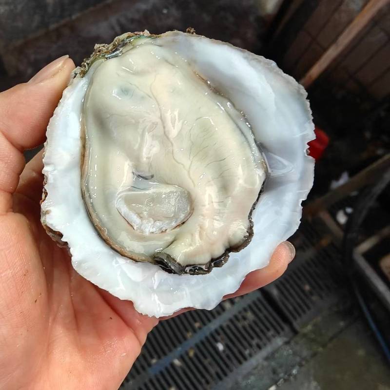 生蚝批发