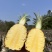 精品菠萝🍍金钻凤梨、香甜可口饱满多汁货源保障充足