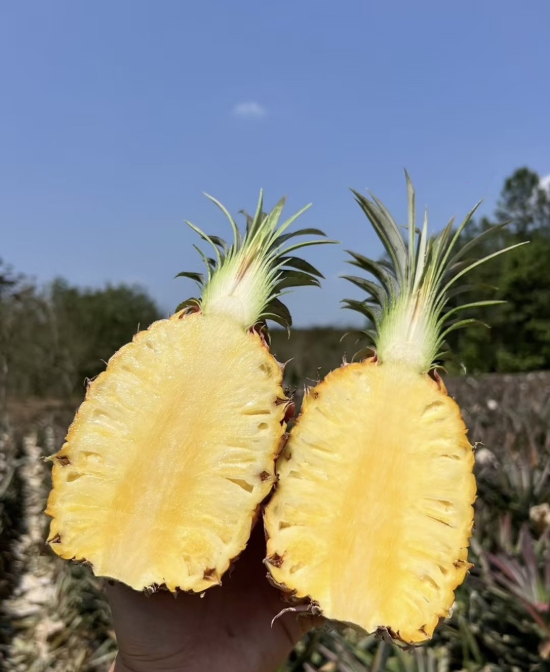 精品菠萝🍍金钻凤梨、香甜可口饱满多汁货源保障充足