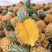 精品菠萝🍍金钻凤梨、香甜可口饱满多汁货源保障充足
