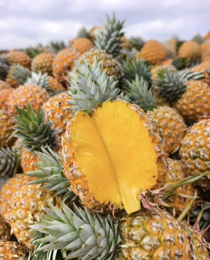 精品菠萝🍍金钻凤梨、香甜可口饱满多汁货源保障充足