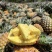 精品菠萝🍍金钻凤梨、香甜可口饱满多汁货源保障充足