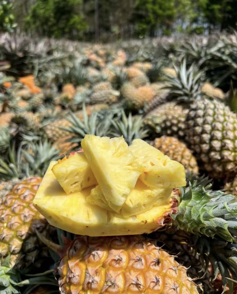 精品菠萝🍍金钻凤梨、香甜可口饱满多汁货源保障充足