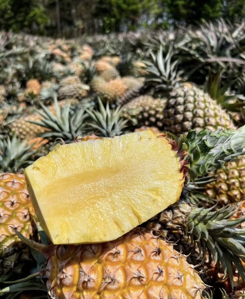 精品菠萝🍍金钻凤梨、香甜可口饱满多汁货源保障充足