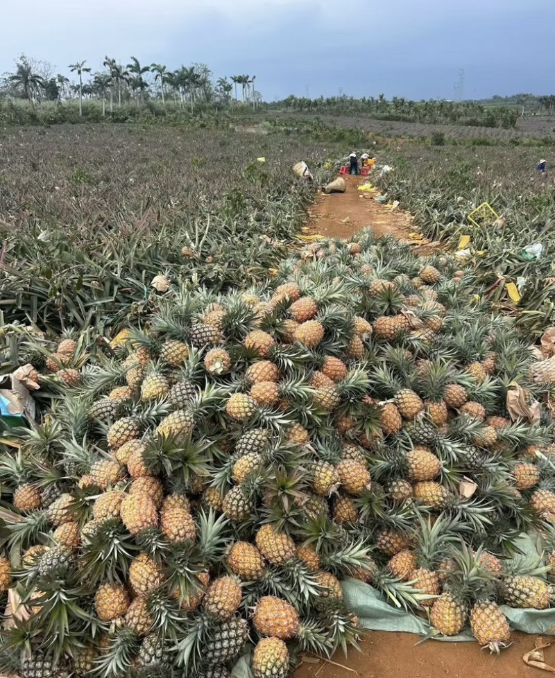 精品菠萝🍍金钻凤梨、香甜可口饱满多汁货源保障充足