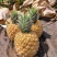 精品菠萝🍍金钻凤梨、香甜可口饱满多汁货源保障充足