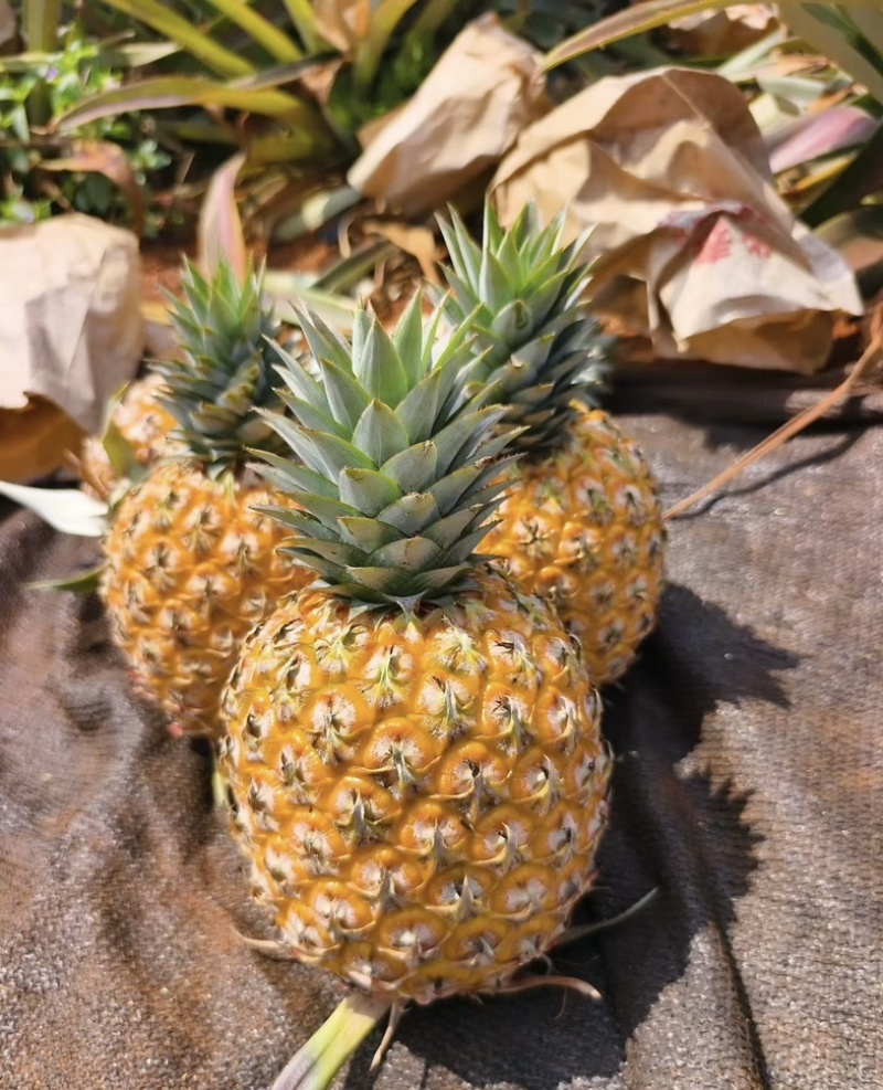 精品菠萝🍍金钻凤梨、香甜可口饱满多汁货源保障充足