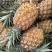 精品菠萝🍍金钻凤梨、香甜可口饱满多汁货源保障充足