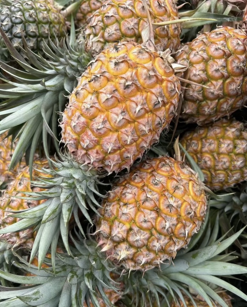 精品菠萝🍍金钻凤梨、香甜可口饱满多汁货源保障充足
