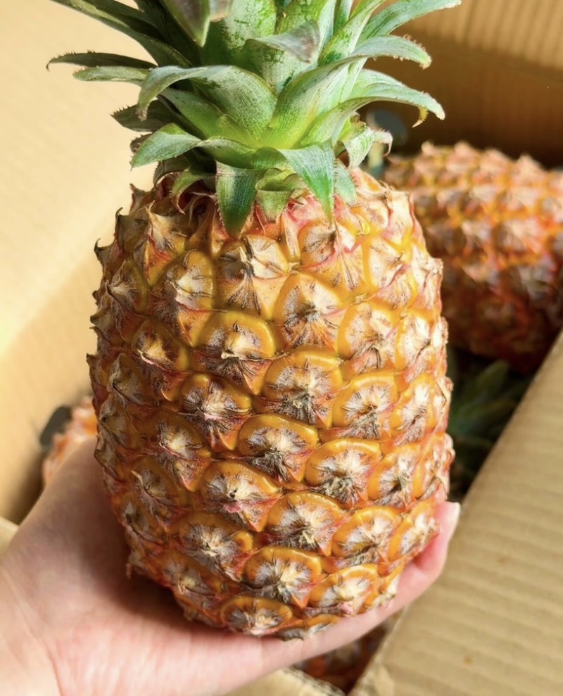 精品菠萝🍍金钻凤梨、香甜可口饱满多汁货源保障充足