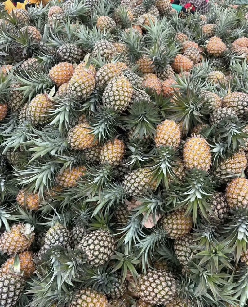 精品菠萝🍍金钻凤梨、香甜可口饱满多汁货源保障充足
