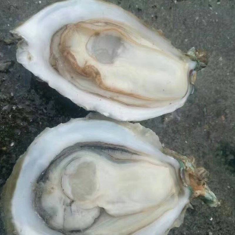 生蚝批发
