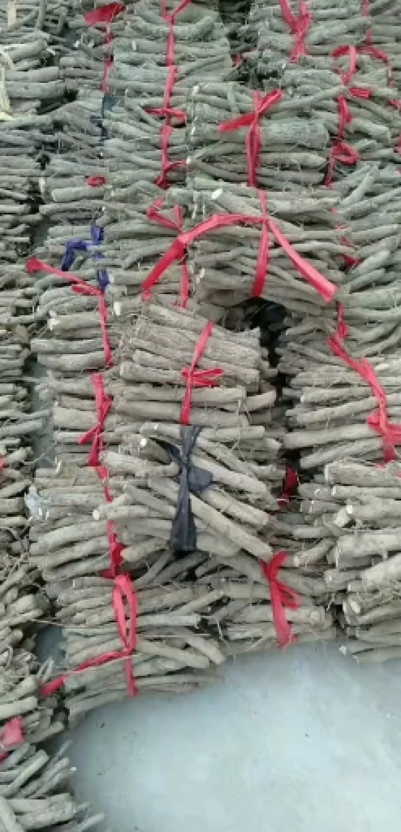泡桐树根。基地直发一手货源。品种纯正。9501。四倍体。