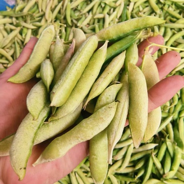 豌豆荚，月亮豌！蜀地主产区！合作共赢