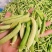 豌豆荚，月亮豌！蜀地主产区！合作共赢