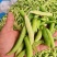 豌豆荚，月亮豌！蜀地主产区！合作共赢