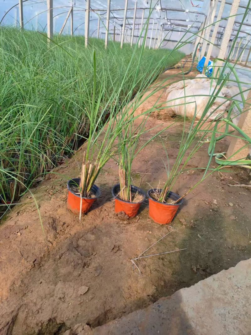 绿化苗木细叶芒批发基地！适合庭院花园小区绿化带两侧