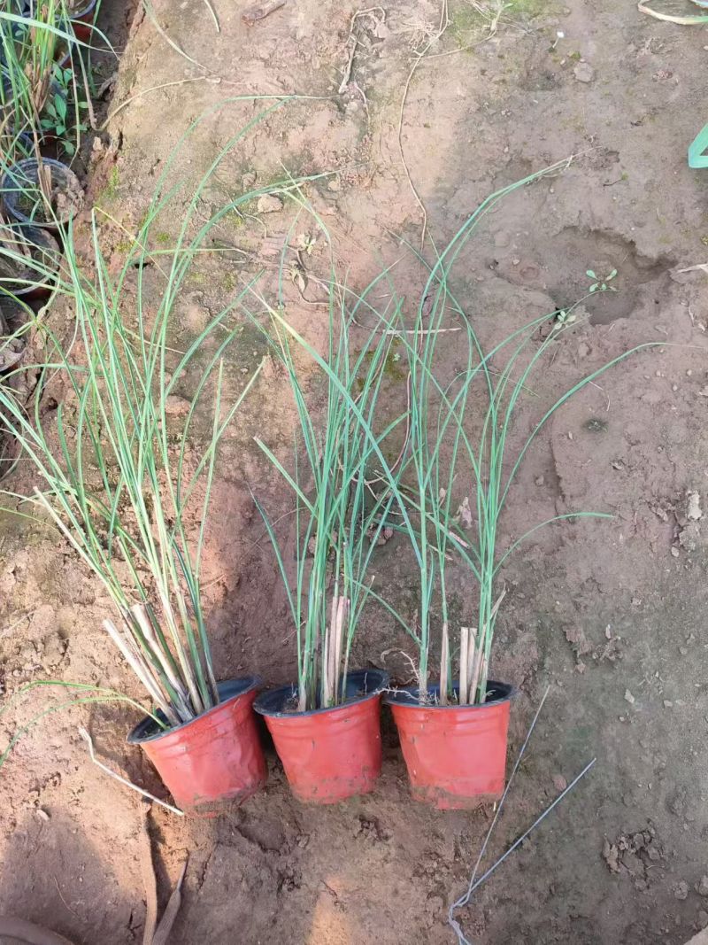 绿化苗木细叶芒批发基地！适合庭院花园小区绿化带两侧